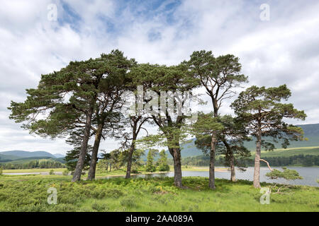 Gruppo di pini scozzesi a Loch Tulla, Scozia Foto Stock