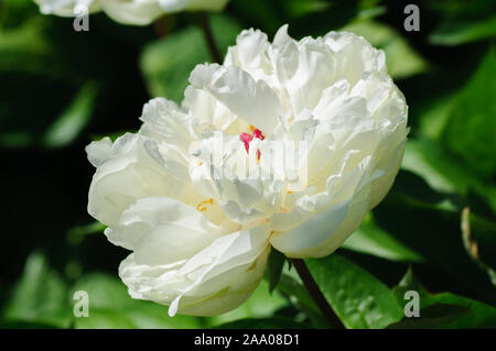 Blooming albero bianco peonia. Grande peonia bianca nella stagione primaverile. Foto Stock