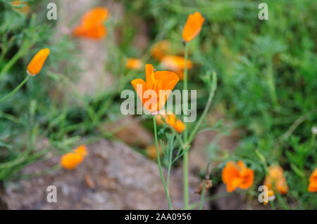 Close up della California Poppies Eschscholzia californica durante il picco di tempo di fioritura Foto Stock