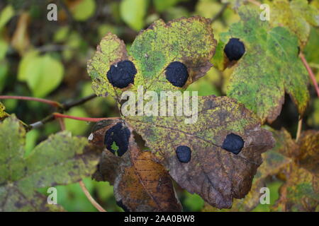 Close up di Foglia di acero con maple stropicciata scab chiamato anche Tar Spot. Essa è causata da un fungo chiamato Rhytisma acerinum. In tedesco si chiama ahorn Foto Stock