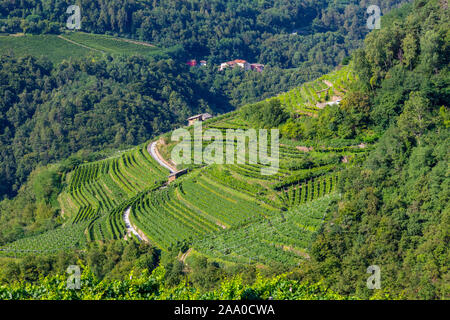 Verde, terrazze digradanti dove i vigneti sono coltivati formando un bellissimo paesaggio Foto Stock