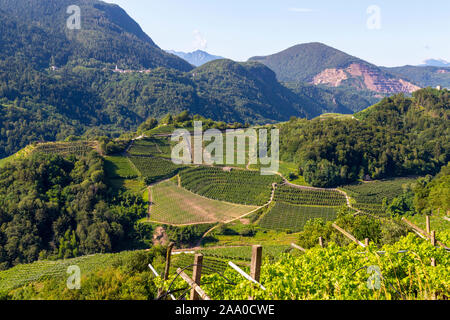 Verde, terrazze digradanti dove i vigneti sono coltivati formando un bellissimo paesaggio Foto Stock