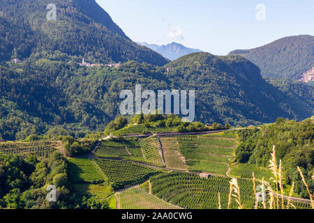 Verde, terrazze digradanti dove i vigneti sono coltivati formando un bellissimo paesaggio Foto Stock