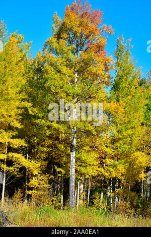 Una immagine di caduta di un cavalletto di aspen alberi con foglie più thier ruotando i colori di caduta nelle zone rurali di Alberta in Canada Foto Stock