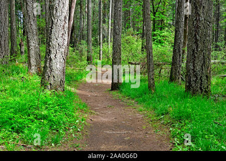 Un west coast Sentiero escursionistico attraverso un boschetto di alberi maturi sull'Isola di Vancouver British Columbia Canada. Foto Stock