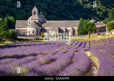 Senanque Abbazia con campo di lavanda in Provenza, Francia Foto Stock