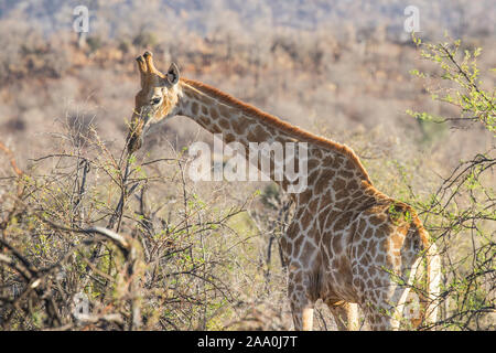 La giraffa in alberi su safari Foto Stock