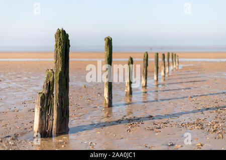 Vecchi pali di legno su Brancaster Beach, North Norfolk, East Anglia, UK Foto Stock