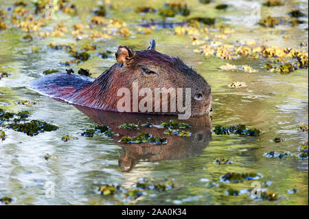 Capibara (Hydrochoerus hydrochaeris), il Pantanal, Mato Grosso, Brasile Foto Stock