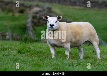 Alert lookingTexel pecore in campo. North Yorkshire, Regno Unito. Foto Stock