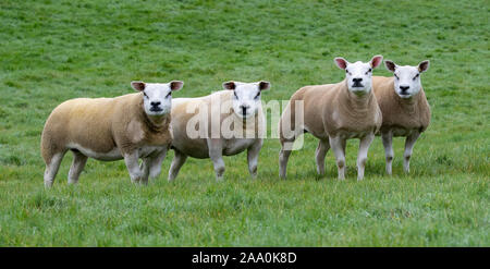 Alert lookingTexel pecore in campo. North Yorkshire, Regno Unito. Foto Stock