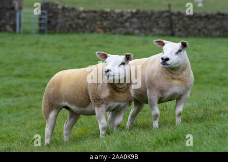 Alert lookingTexel pecore in campo. North Yorkshire, Regno Unito. Foto Stock