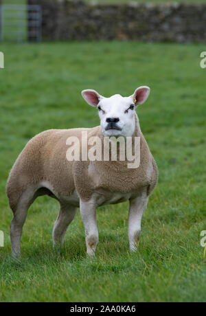 Alert lookingTexel pecore in campo. North Yorkshire, Regno Unito. Foto Stock