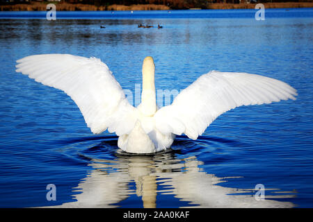 Il White Swan diffusione delle ali sulla riva di un lago blu scuro. Livello medio di filtraggio applicato alla foto originale. Foto Stock