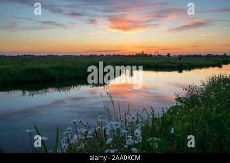 Bellissimo tramonto colorato al di sopra del paesaggio dei polder olandesi. Riflessioni nelle calme acque del Canal e fiori di campo in primo piano. Foto Stock