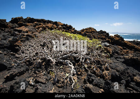 Vegetazione che cresce su rocce vulcaniche Lanzarote, Spagna Foto Stock