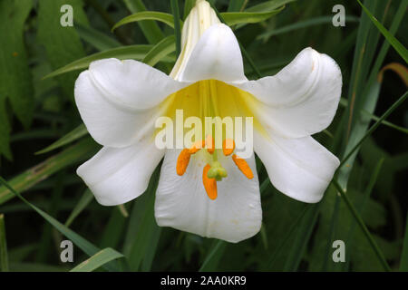 Weisse Madonnenlilie, Bluete, Foto Stock