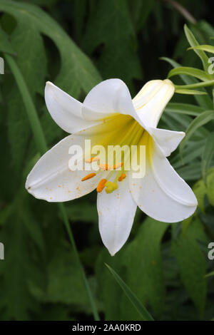 Weisse Madonnenlilie, Bluete, Foto Stock