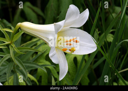 Weisse Madonnenlilie, Bluete, Foto Stock