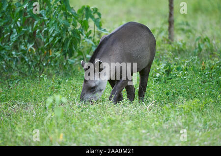 Brasiliano, il tapiro (Tapirus terrestris) AKA South American tapiro, il Pantanal, Mato Grosso, Brasile Foto Stock