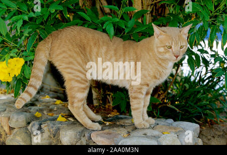 Rote Hauskatze steht auf einer Steinmauer unter einem Busch Foto Stock