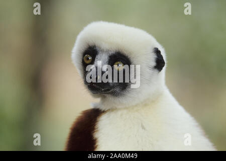 Kronensifaka / Larvensifaka / (Verraux's Sifaka), Verraux verauxxi, Foto Stock