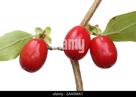 Kornelkirsche Frucht am Baum Cornus mas Corniolo frutto su un albero Foto Stock