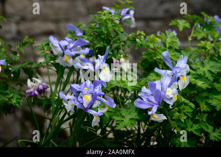 Iris x hollandica argentea bellezza,olandese iris argentea bellezza,bianco,blu,olandese iris,Molla,fiore,fiori,giardino,RM Floral Foto Stock