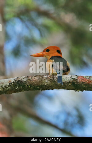 Giallo-fatturati Kingfisher (Syma torotoro torotoro) maschio adut appollaiato sul ramo Varirata National Park, la Papua Nuova Guinea Giugno Foto Stock