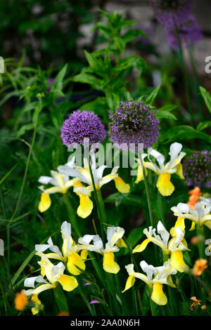 Olandese iris ali d'Angelo,Iris x hollandica ali d'Angelo,giallo,bianco,fiori,allium viola sensazione,la molla, giardino,giardino,RM Floral Foto Stock