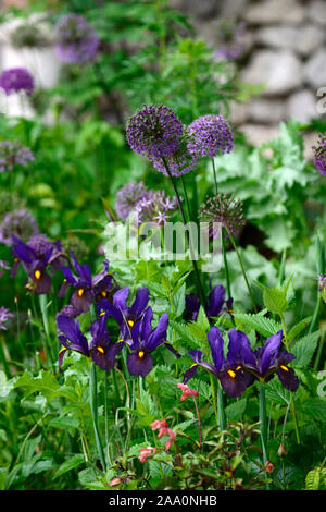 Iris x hollandica occhio di tigre,olandese iris occhio di tigre,blu,giallo,olandese iris,allium viola sensazione,Molla,fiore,fiori,giardino,RM Floral Foto Stock