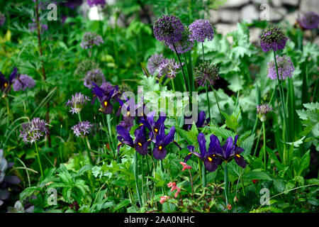 Iris x hollandica occhio di tigre,olandese iris occhio di tigre,blu,giallo,olandese iris,allium viola sensazione,Molla,fiore,fiori,giardino,RM Floral Foto Stock
