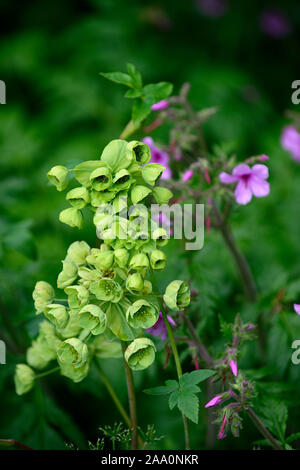 Helleborus foetidus,hellebores,l'elleboro puzzolente,geranium palmatum,rosa fiori magenta,fioritura,piante erbacee perenni,isola Canarie,gerani,RM Flo Foto Stock