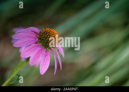 Questo grazioso echinacea pianta risalta magnificamente contro uno sfondo sfocato in corrispondenza di un angolo unico. Foto Stock