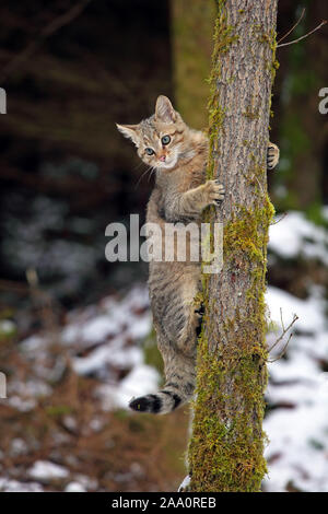 Wildkatze (Felis silvestris), Junger Kater klettert am Baum, Taunus, Assia, Deutschland, Europa Foto Stock