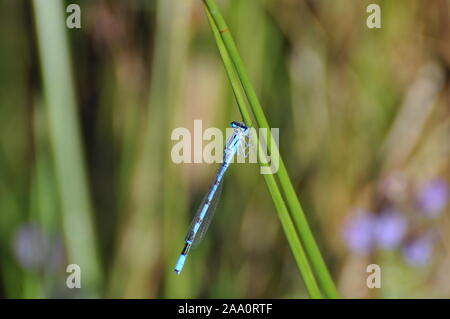 Vicino la fotografia di una libellula blu in appoggio su una paletta di erba Foto Stock