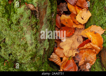 Foglie di autunno close up caduto su un muschio coperto tronco di albero. Natura stagionale sullo sfondo Foto Stock