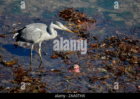 Magestic cercando airone cenerino uccello pesca in Aberaeron harbour con la bassa marea. Foto Stock