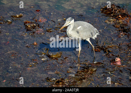 Magestic cercando airone cenerino uccello pesca in Aberaeron harbour con la bassa marea. Foto Stock