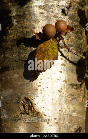 Regno Unito Due oak galli da un gall wasp infezione su un albero di quercia con foglie di colore marrone. Foto Stock