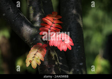 Rowan aka Mountain-cenere (Sorbus aucuparia) le foglie in autunno i colori Foto Stock