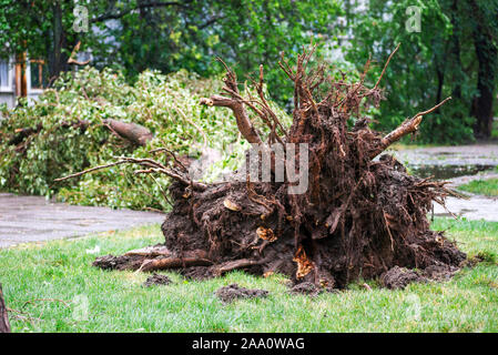 Danni provocati dalla tempesta. Albero caduto dopo una tempesta. Tornado danni provocati dalla tempesta provoca un grande albero maturo per essere spezzato e cadde a terra. Foto Stock