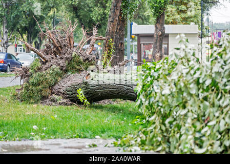Danni provocati dalla tempesta. Albero caduto dopo una tempesta. Tornado danni provocati dalla tempesta provoca un grande albero maturo per essere spezzato e cadde a terra. Foto Stock