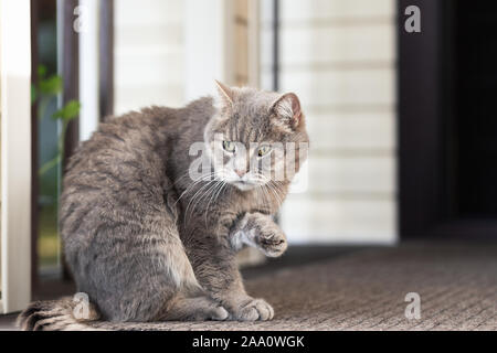 Il gatto grigio si siede sul tappeto sui gradini all'ingresso della casa colonica, ha sollevato la sua zampa anteriore e guarda lontano. Close-up, il fuoco selettivo dello spazio libero Foto Stock