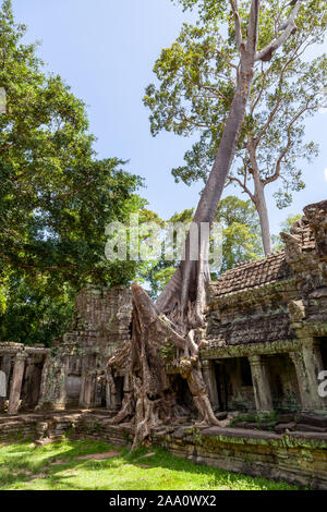 Spung albero a Preah Khan vicino a Siem Reap, Cambogia. Nizza colori verde e muschio che copre le rovine del tempio. Foto Stock