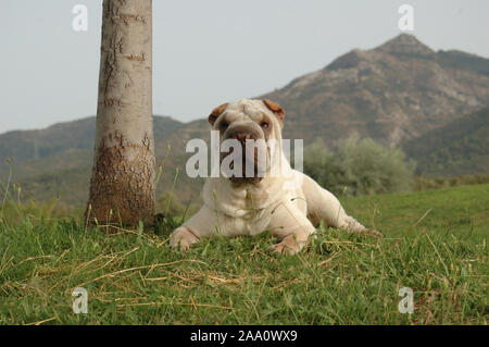 Ritratto di scar pei cane purered sull'erba con la montagna Foto Stock