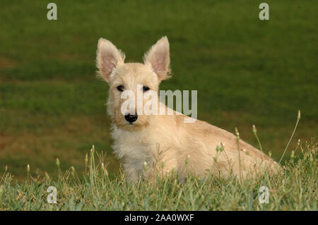 Cucciolo scozzese di Terrier, razza di terrier, cacciatore di burrow e esemplare aziendale Foto Stock