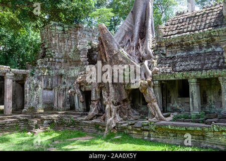 Spung albero a un tempio vicino a Siem Reap, Cambogia. La maggior parte dei templi sono coperti con un qualche tipo di muschio e massicci e imponenti alberi spung. Foto Stock