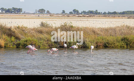 Alcuni fenicotteri rosa pesca su una rosa di acqua salata in La Camargue Foto Stock