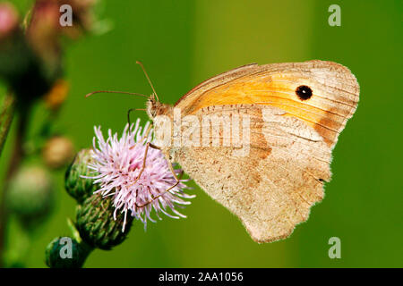 Grosses Ochsenauge (Maniola jurtina) auf einer Distel / Butterfly (Maniola jurtina) su un thistle Foto Stock